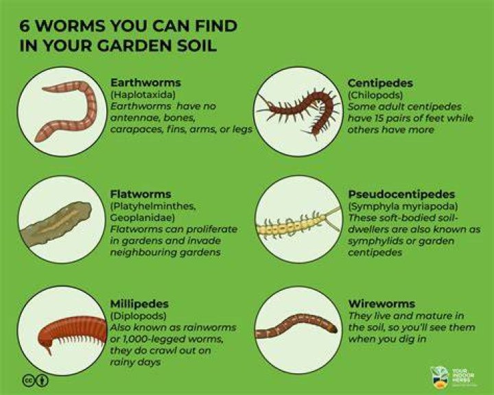 What is bad for worms