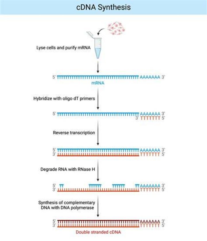 What is cDNA used for