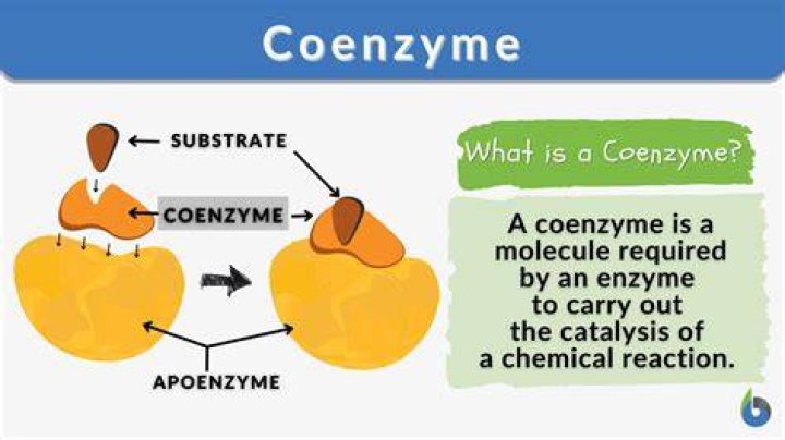 What is coenzyme form