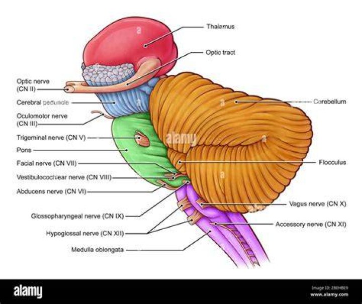 What is diencephalon