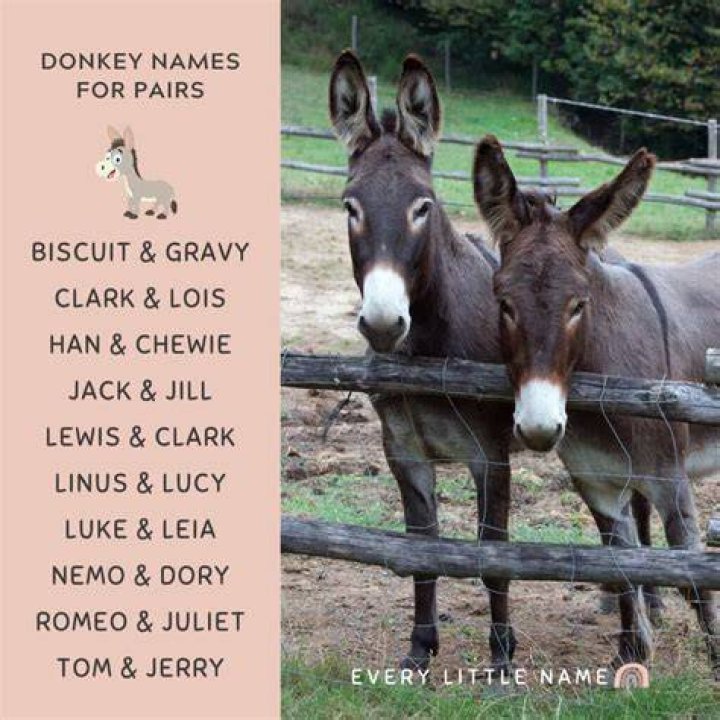 What is donkeys name