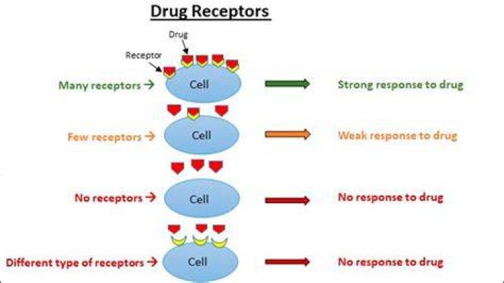 What is drug response