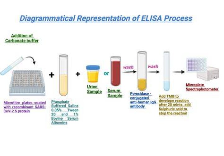 What is Elisa process