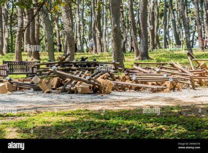 What is forest debris