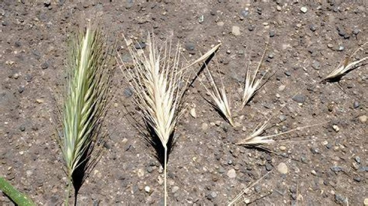 What is foxtail grass
