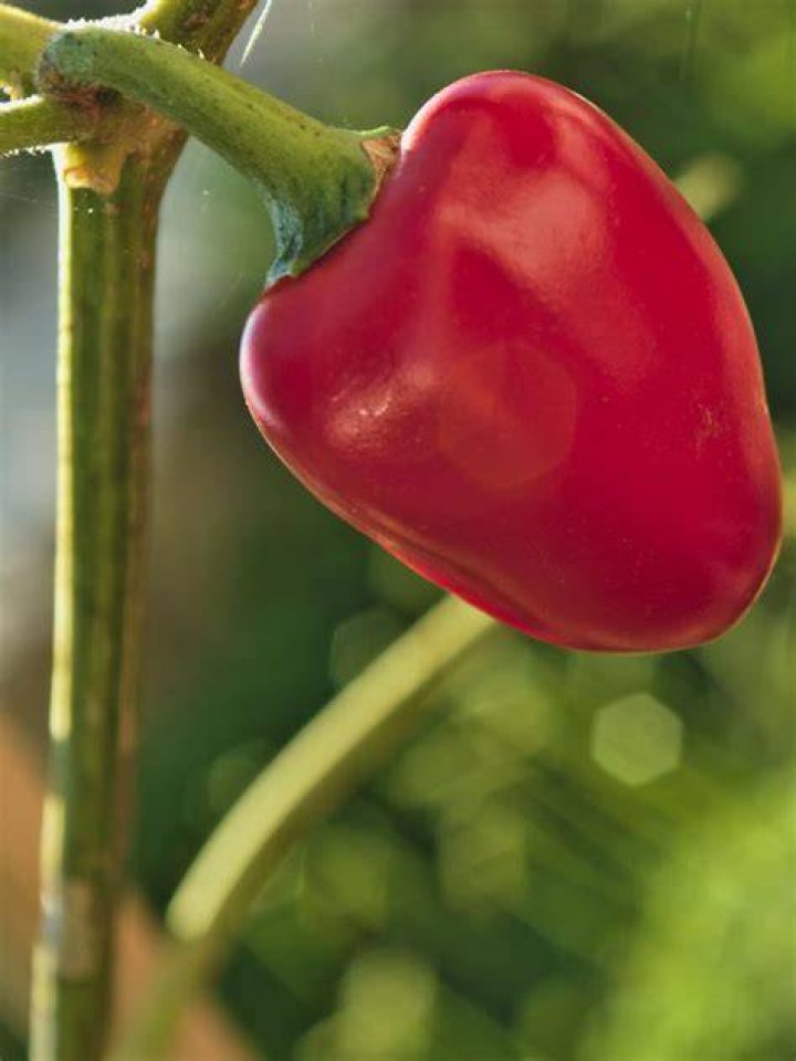 What is fresh pimento