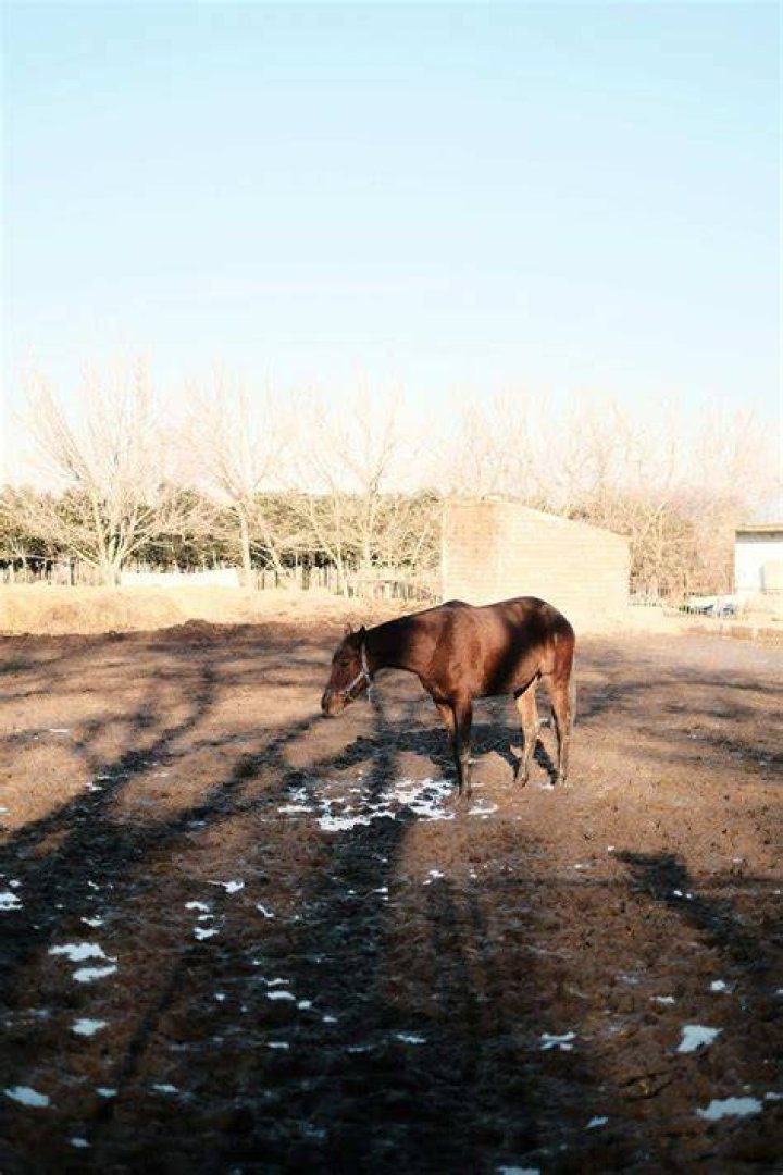 What is horse dourine