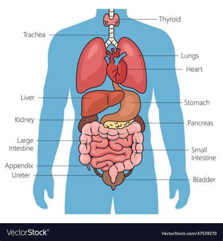 What is human diagram