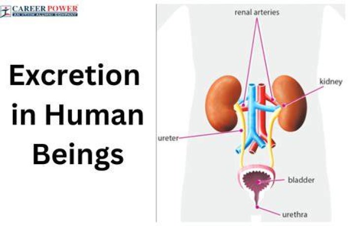 What is human excreta