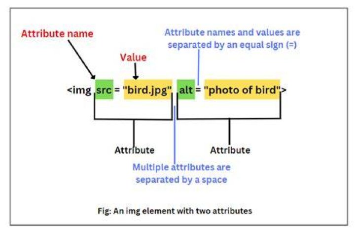 What is IMG attribute