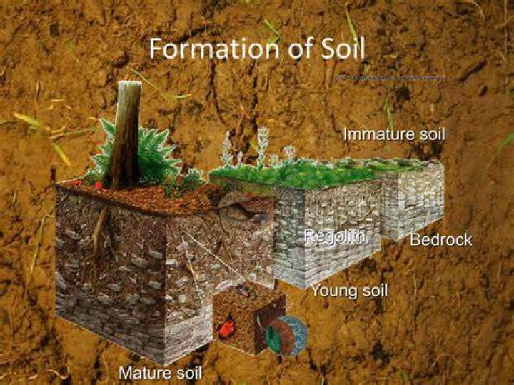 What is immature soil