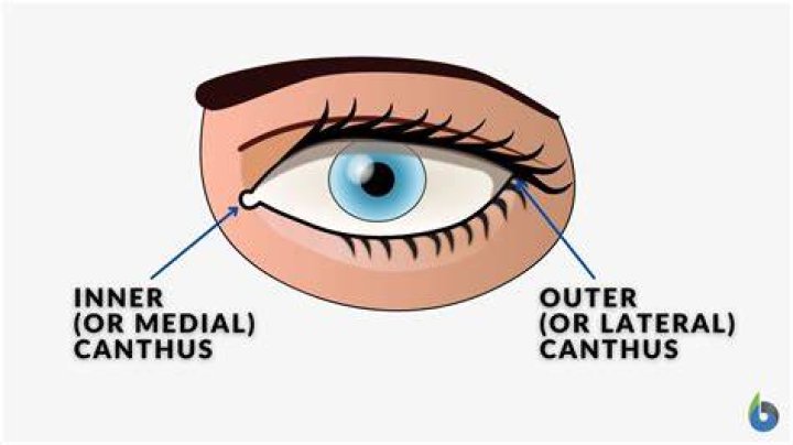 What is inner Canthus