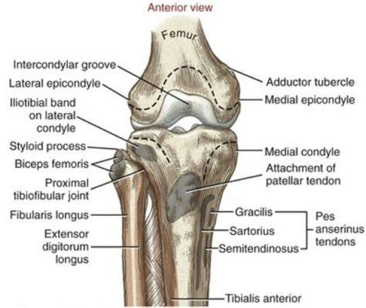 What is Intercondylar