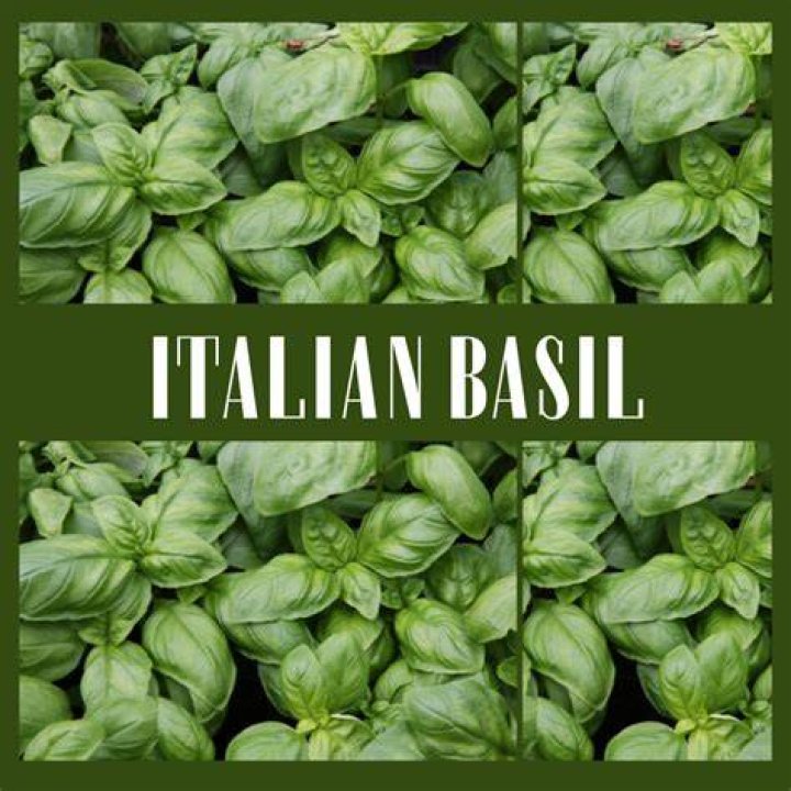 What is Italian basil