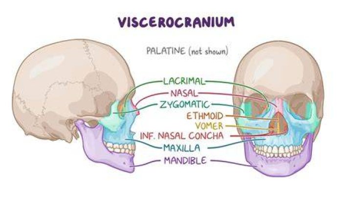 What is lacrimal bone