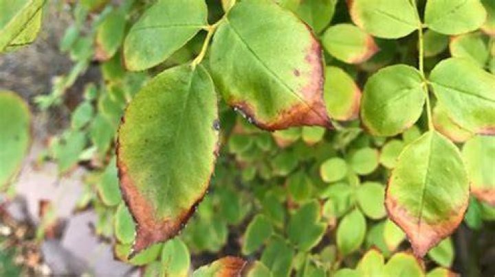 What is leaf tip burn