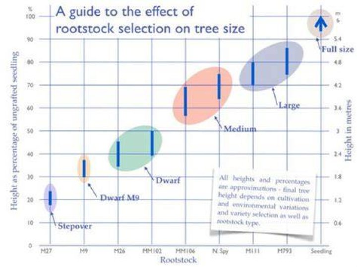 What is m27 rootstock