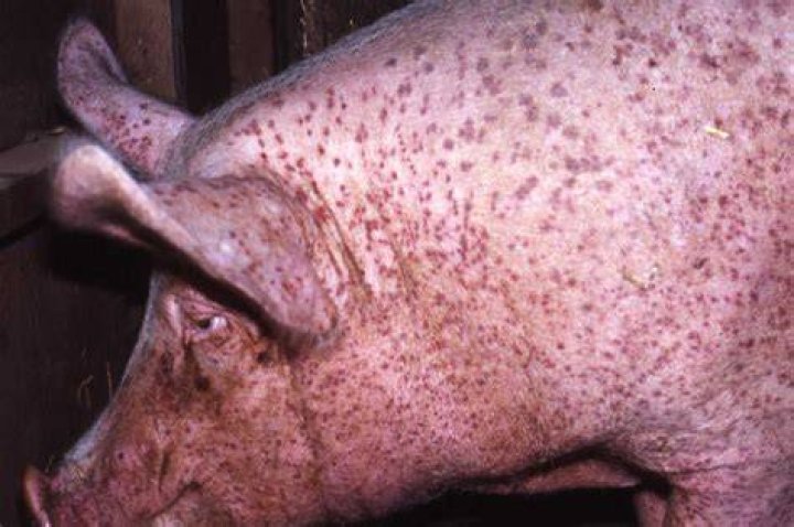 What is mange in pigs