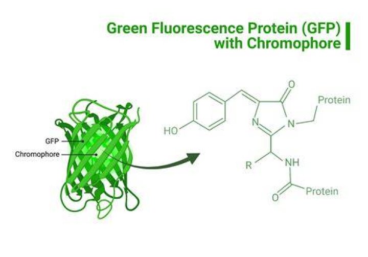What is meant by GFP