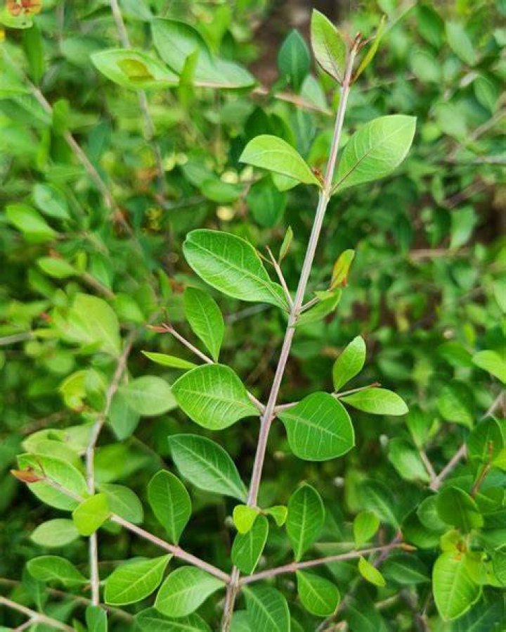 What is Mehandi plant