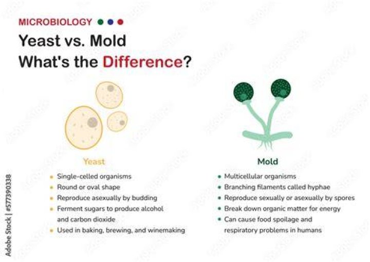 What is mold explain