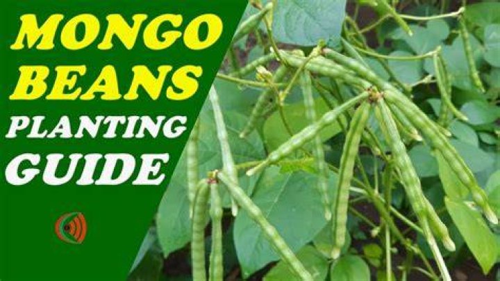 What is Mongo English