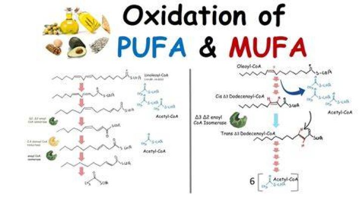 What is MUFA and PUFA