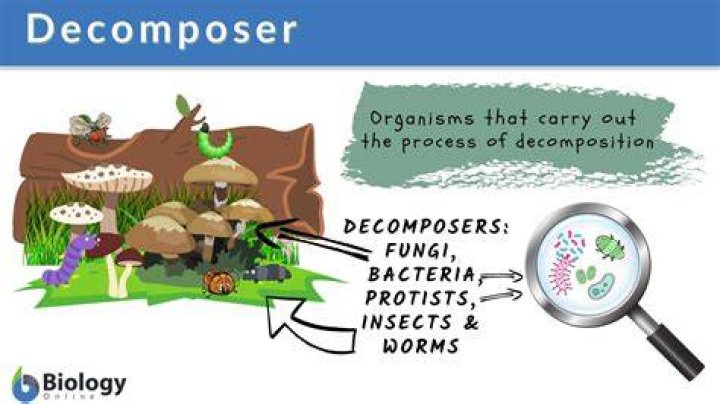 What is my decomposer