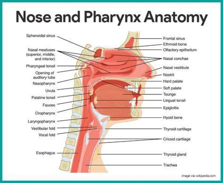 What is nasal pharynx