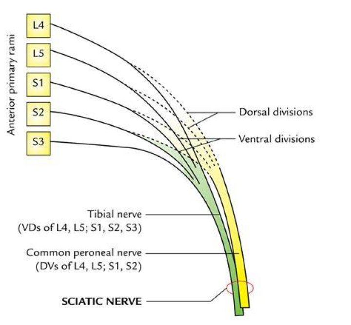 What is nerve origin
