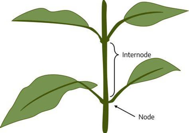 What is net Internode