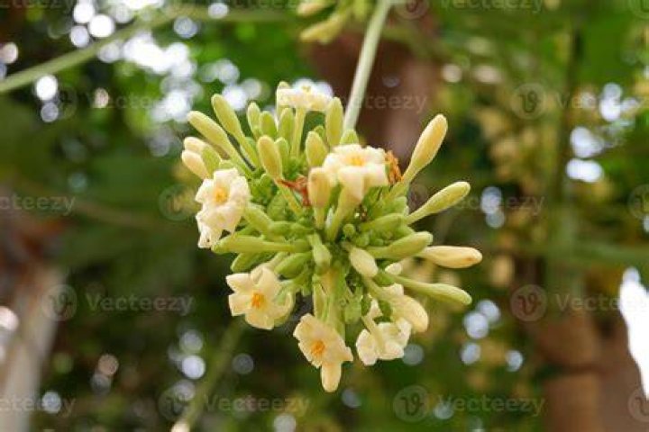 What is papaya flower