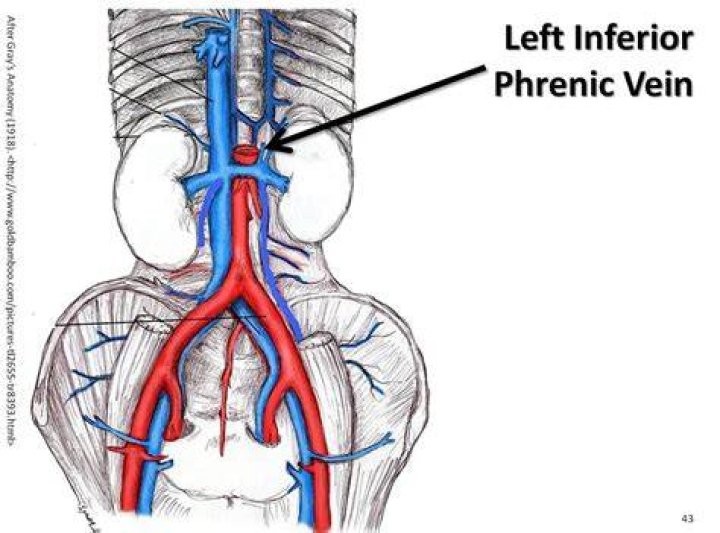 What is phrenic vein