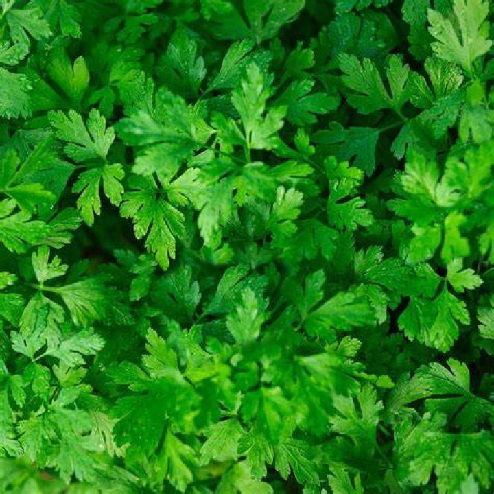 What is plain parsley