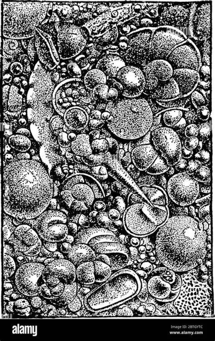 What is Pteropod ooze