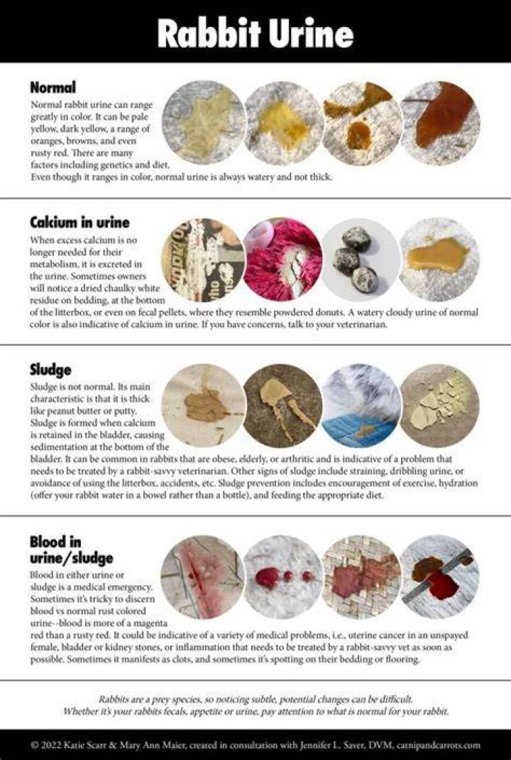 What is Rabbit sludge
