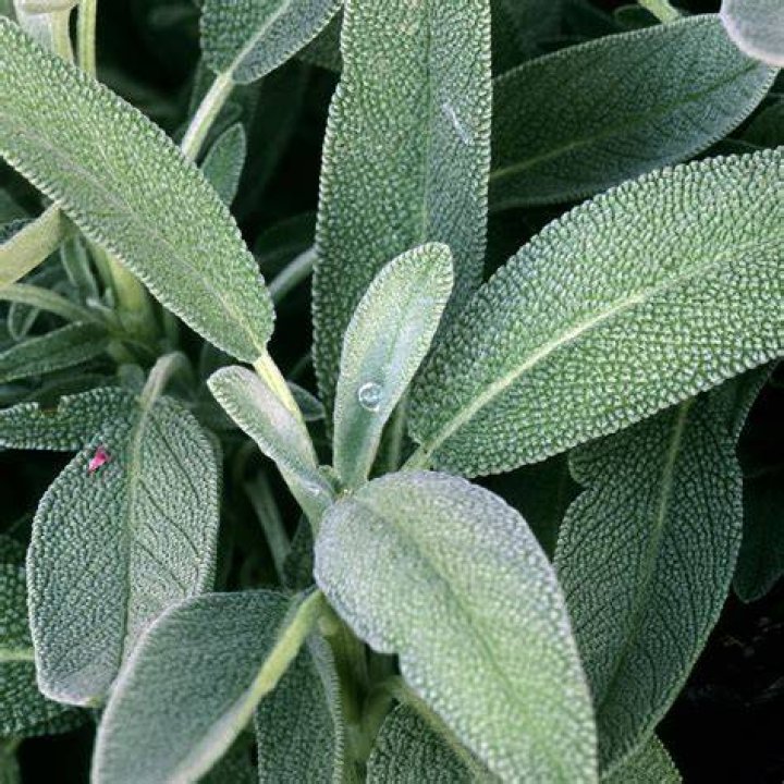 What is sage used for
