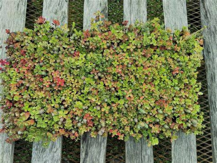 What is sedum matting