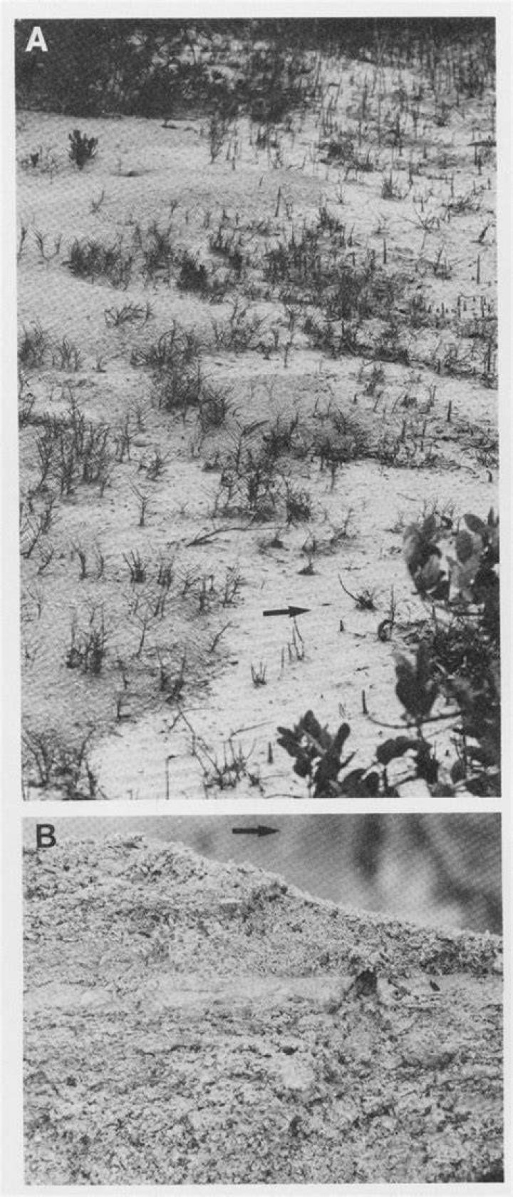 What is skeletal sand