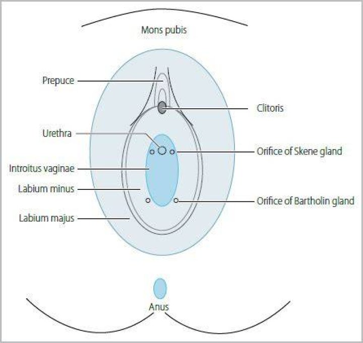 What is Skenes gland