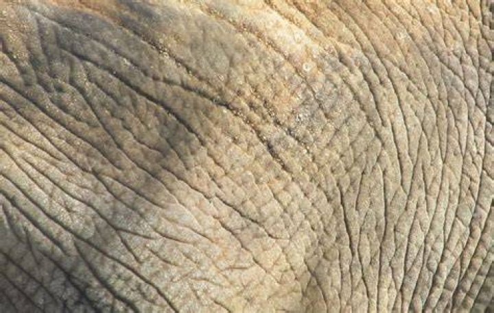 What is skin elephant