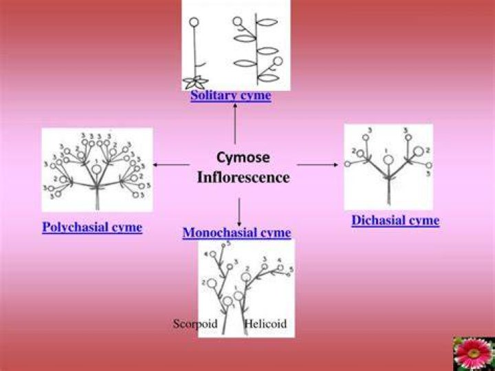 What is solitary cyme