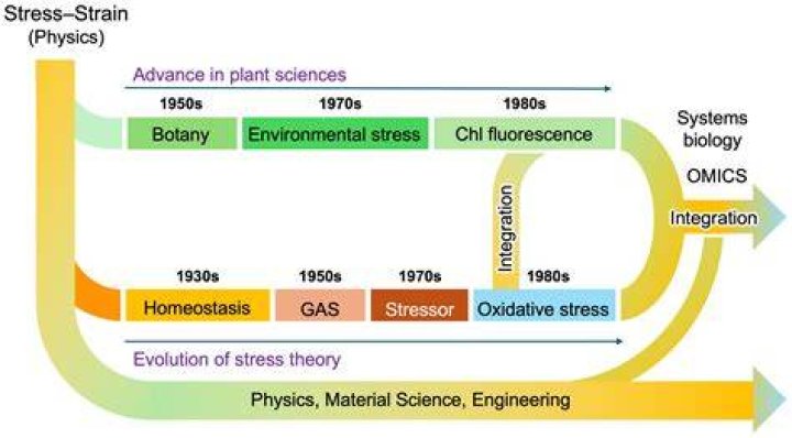 What is stress theory
