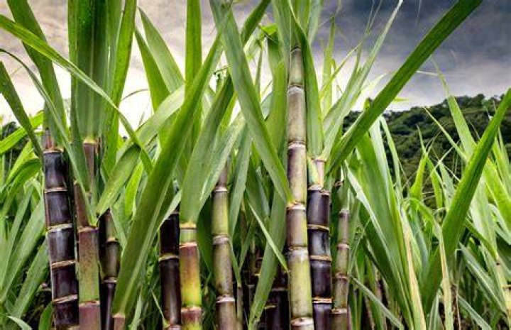 What is sugar cane in