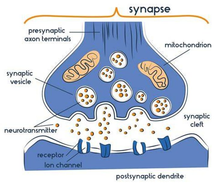 What is synapse short