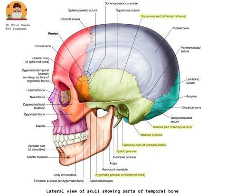 What is temporal bone