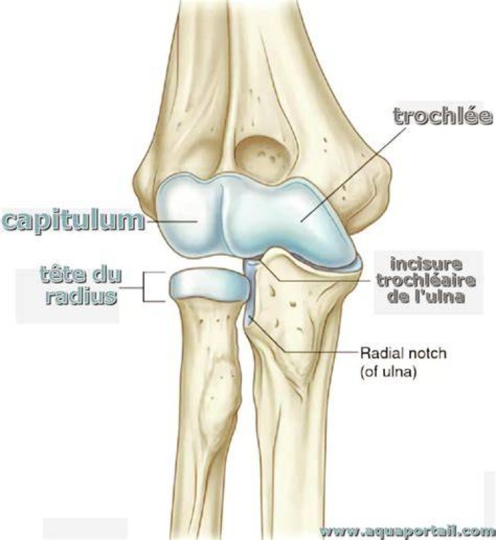 What is the capitulum
