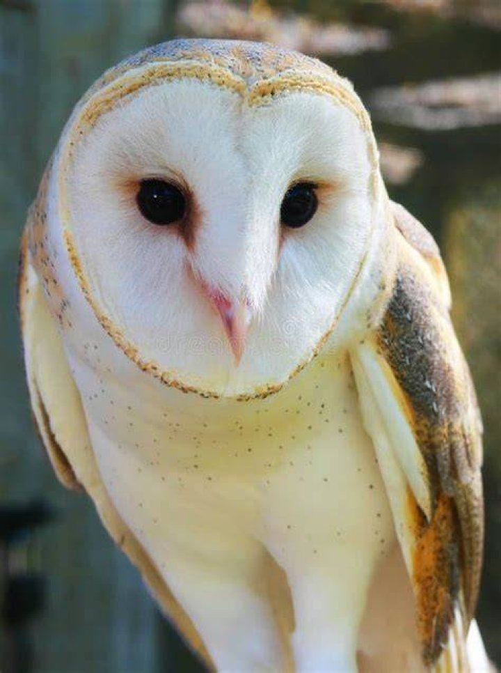What is the downy owl