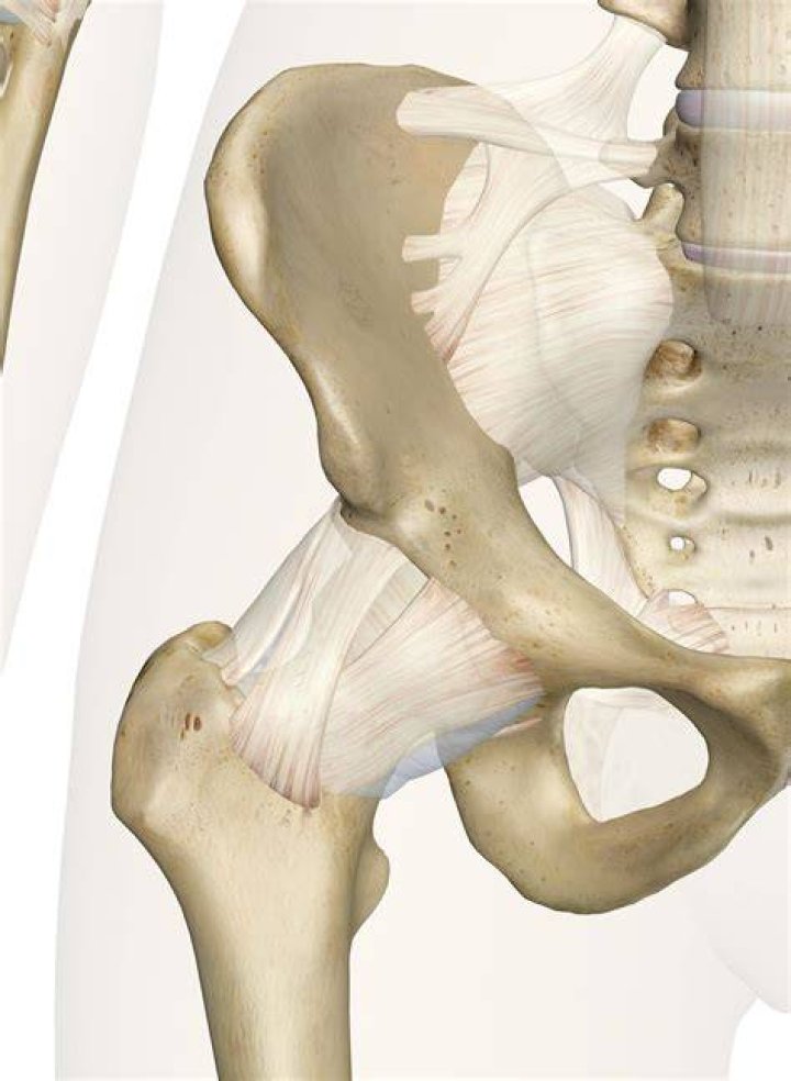 What is the hip joint