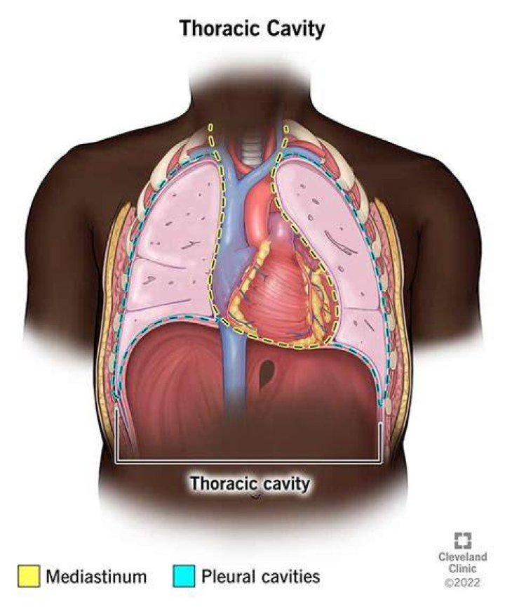 What is thorax cavity